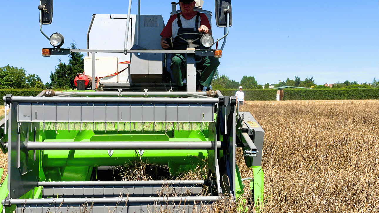 Zbiór ziarna w Rolniczym Zakładzie Doświadczalnym Minikowo